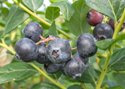 Closeup photo of Blueberries
